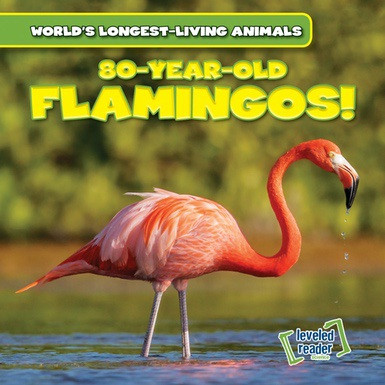 80-Year-Old Flamingos! - 9781538216798 by Joni Kelly, 9781538216798