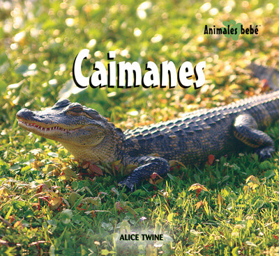 Caimanes (Alligators) by Alice Twine, 9781725313705