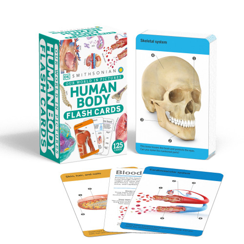 Our World in Pictures Human Body Flash Cards by DK, 9780744082555