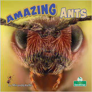Amazing Ants - 9781039646520 by Miranda Kelly, 9781039646520