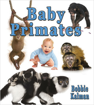 Baby Primates by Bobbie Kalman, 9780778710073