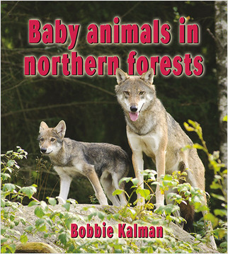 Baby animals in northern forests by Bobbie Kalman, 9780778710318
