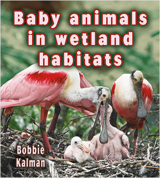 Baby animals in wetland habitats by Bobbie Kalman, 9780778777304