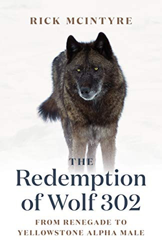 The Redemption of Wolf 302 (From Renegade to Yellowstone Alpha Male) - 9781771645270 by Rick McIntyre, 9781771645270