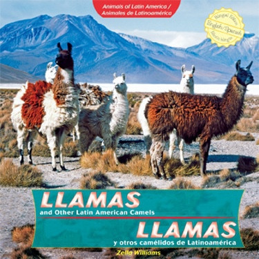 Llamas and Other Latin American Camels / Llamas y otros camélidos de Latinoamérica (Bilingual Edition) by Zella Williams, 9781435833883