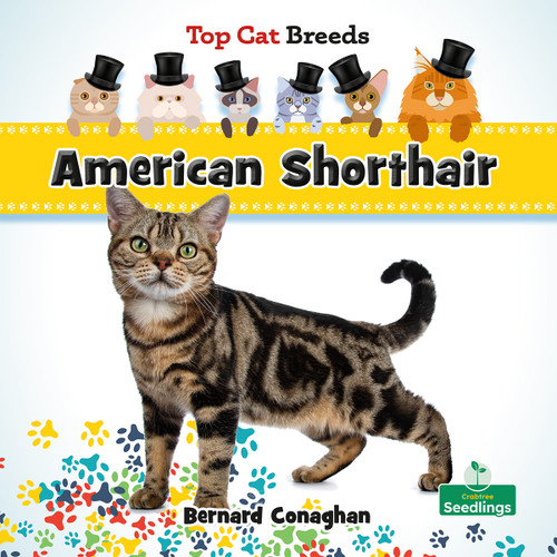 American Shorthair - 9781039839328 by Bernard Conaghan, 9781039839328