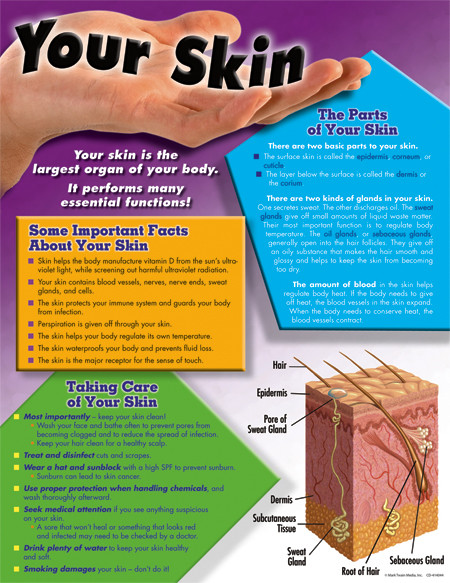 Your Skin Chart by Mark Twain Media, 9781580374224
