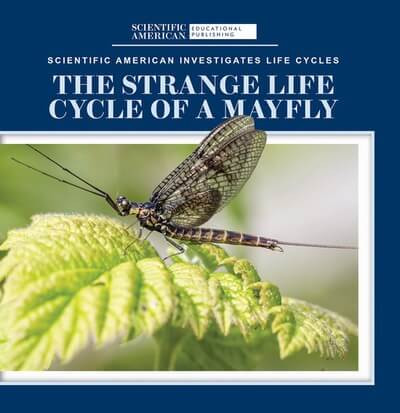 The Strange Life Cycle of a Mayfly by Anna McDougal, 9781725350908