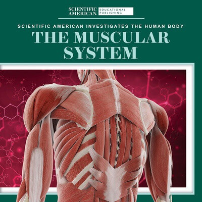 The Muscular System - 9781725351417 by Leigh McClure, 9781725351417