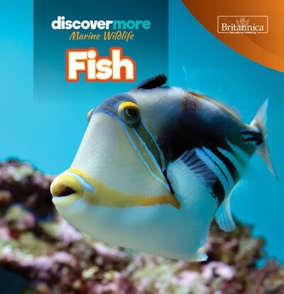 Fish - 9781641903530 by Kaitlyn Salvatore, 9781641903530
