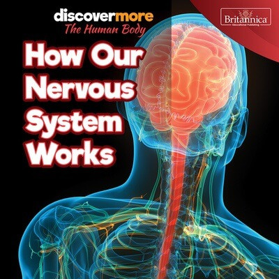 How Our Nervous System Works by Dwight Morris, 9781641904452