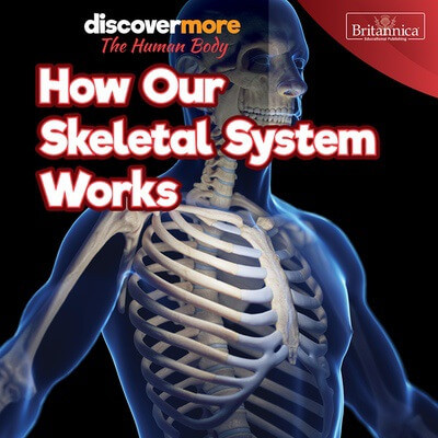 How Our Skeletal System Works - 9781641904490 by Dwight Morris, 9781641904490