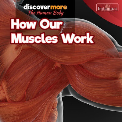 How Our Muscles Work - 9781641905091 by Dwight Morris, 9781641905091