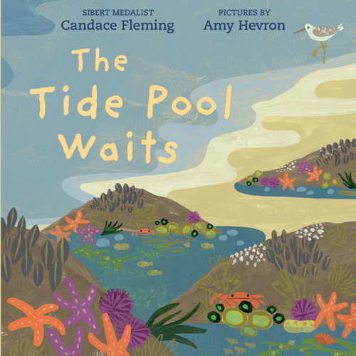 The Tide Pool Waits - 9780823459988 by Candace Fleming, Amy Hevron, 9780823459988