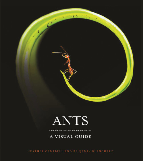 Ants (A Visual Guide) by Heather Campbell, Benjamin Blanchard, 9780691228525