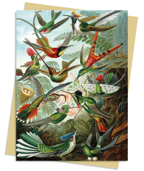 Ernst Haeckel: Hummingbirds Greeting Card Pack (Pack of 6) by Flame Tree Studio, 9781804177488