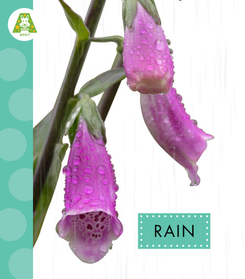 Rain - 9798896852520 by Anastasia Suen, 9798896852520