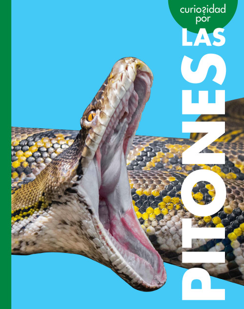 Curiosidad por las pitones (Spanish Edition) by Rachel Grack, 9798896855088