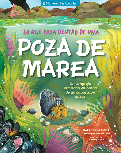 Lo que pasa dentro de una poza de marea (Un cangrejo ermitaño en busca de un caparazón nuevo) (Spanish Edition) by Monterey Bay Aquarium, Katy Scott, Celeste López Baird, Amy Grimes, 9798897080083