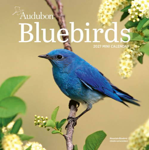 Audubon Bluebirds Mini Wall Calendar 2027 by National Audubon Society, Workman Calendars, 9781523534524