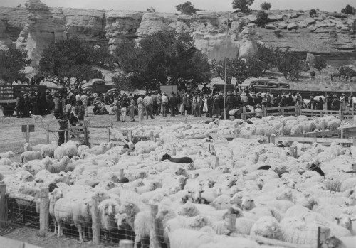 "Our Livestock Will Never Diminish" / "Nihinaaldlooshii doo nídínééshgóó k'ee'aa yilzhish dooleel" by Jennifer Nez Denetdale, Lillia McEnaney, 9780826370006