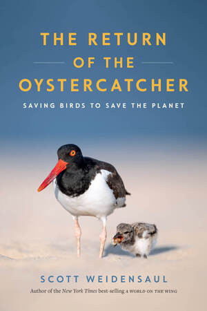Return of the Oystercatcher (Saving Birds to Save the Planet) by , 9781324157014