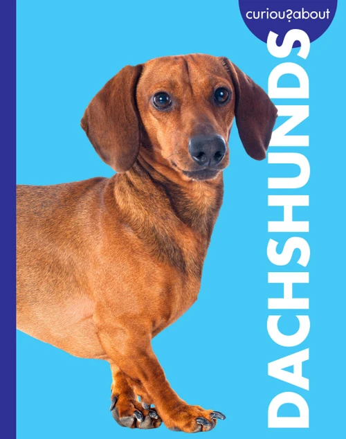 Curious about Dachshunds by Rachel Grack, 9798896857211