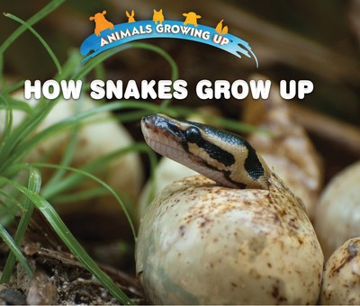 How Snakes Grow Up by Linda Bozzo, 9781978512474