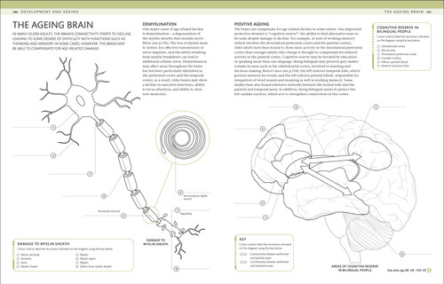 The Human Brain Coloring Book (The Ultimate Anatomy Study Guide) by DK, 9798217494316