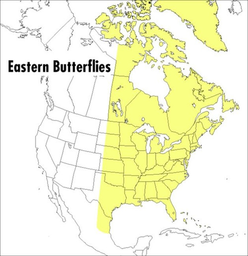 A Peterson Field Guide To Eastern Butterflies by Paul A. Opler, Vichai Malikul, 9780395904534