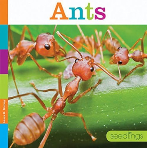 Ants by Laura K. Murray, 9781628321845