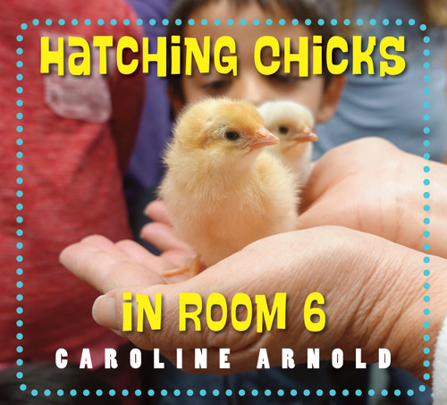 Hatching Chicks in Room 6 by Caroline Arnold, 9781580897358