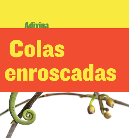 Colas enroscadas (Twisty Tails) (Camaleón (Chameleon)) (Spanish Edition) by Kelly Calhoun, 9781634714532