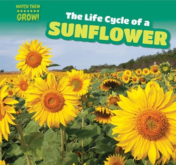The Life Cycle of a Sunflower by Bonnie Phelps, 9781499406849