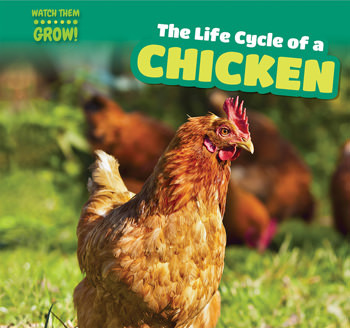 The Life Cycle of a Chicken by Shaye Reynolds, 9781499406641