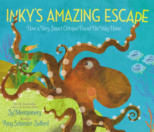 Inky's Amazing Escape (How a Very Smart Octopus Found His Way Home) by Sy Montgomery, Amy Schimler-Safford, 9781534401914