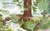 The Magic and Mystery of Trees by Jen Green, Claire McElfatrick, 9781465479365