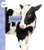 Calves by Anastasia Suen, 9781681523668
