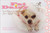Fat Daisy (Inner Beauty Secrets from a Real Dog) by Beverly West, Jason Bergund, Jessica Alonso, 9780740761546
