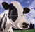 The Secret Life of Cows by Glen Wexler, Eric Idle, 9780740763113
