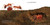 Seeds Move! by Robin Page, Robin Page, 9781534409156