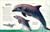 Antología de animales extraordinarios (An Anthology of Intriguing Animals) (Spanish Edition) by DK, 9781465486622