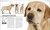 The Complete Dog Breed Book, New Edition by DK, 9781465491046