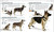The Complete Dog Breed Book, New Edition by DK, 9781465491046