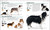 The Complete Dog Breed Book, New Edition by DK, 9781465491046