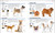 The Complete Dog Breed Book, New Edition by DK, 9781465491046