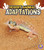 Desert Animal Adaptations by Julie Murphy, 9781429660303