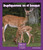 Dupliquemos en el bosque (Spanish Edition) by Mary Lindeen, 9781429691031
