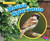 House Sparrows - 9781491461136 by Gail Saunders-Smith, Lisa J. Amstutz, 9781491461136