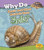 Why Do Snails and Other Animals Have Shells? - 9781484625415 by Holly Beaumont, 9781484625415